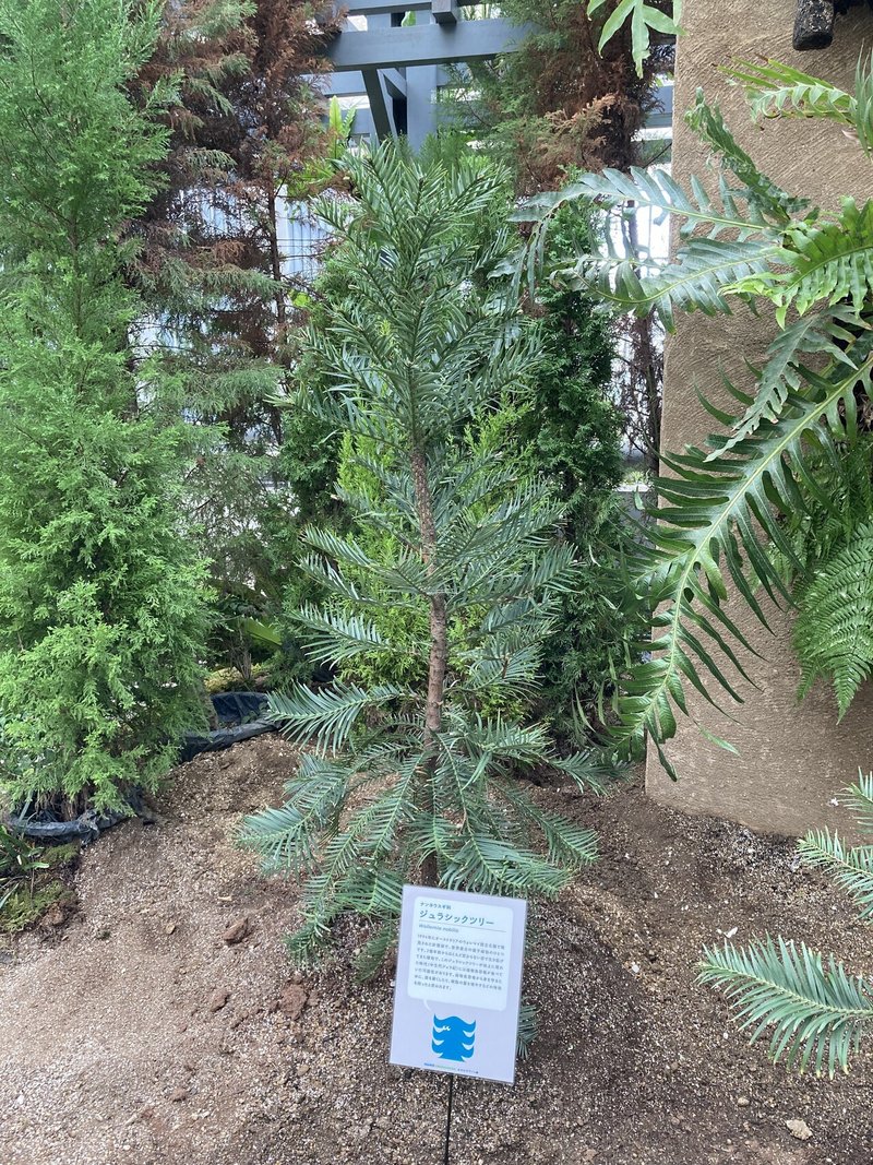 ジュラシックな植物が見られる植物館｜ししよしよし