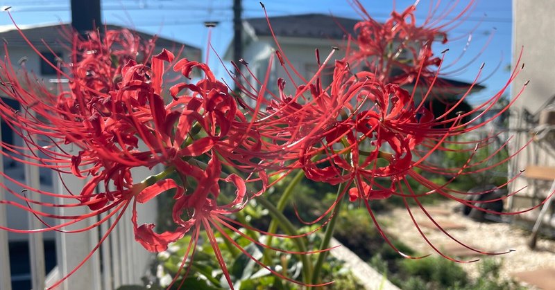 植物コレクション017 人がいるところにしか咲かない ヒガンバナ おおたしじみ Note