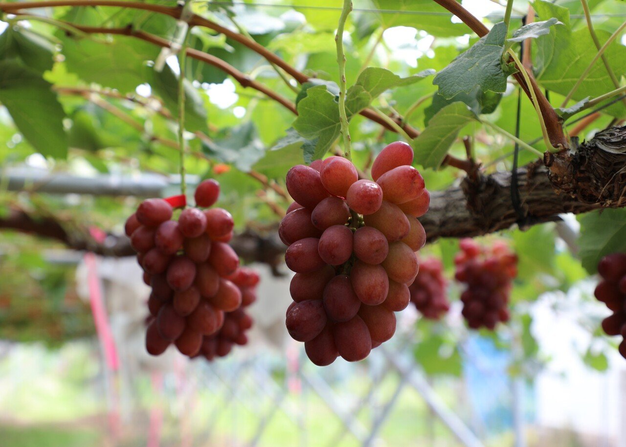 マユリ様 クイーンルージュ3kg マユリ様 クイーンルージュ3kg マユリ様 クイーンルージュ3kg 食品