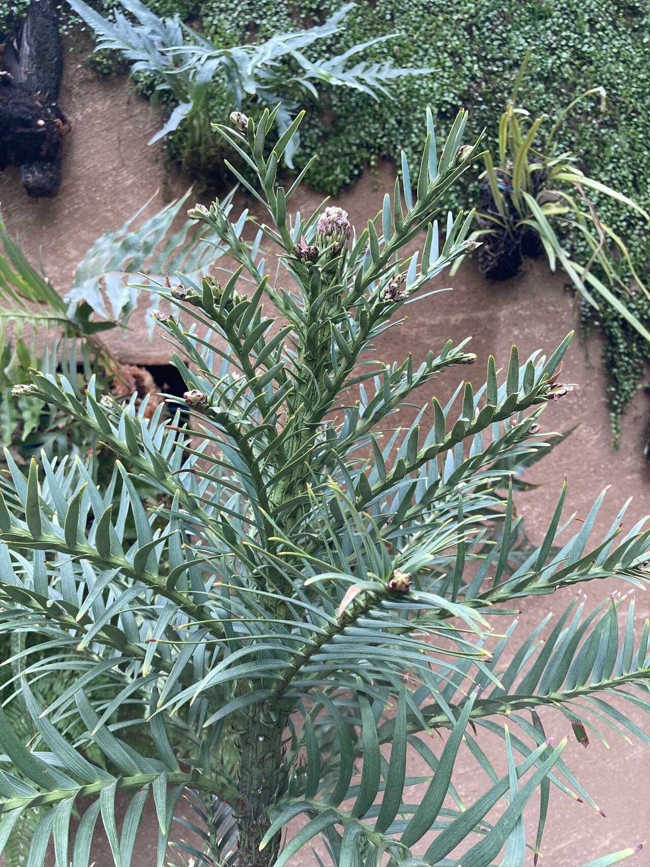 ジュラシックな植物が見られる植物館 ししよしよし Note ジュラシックな植物が見られる植物館 ししよしよし Note