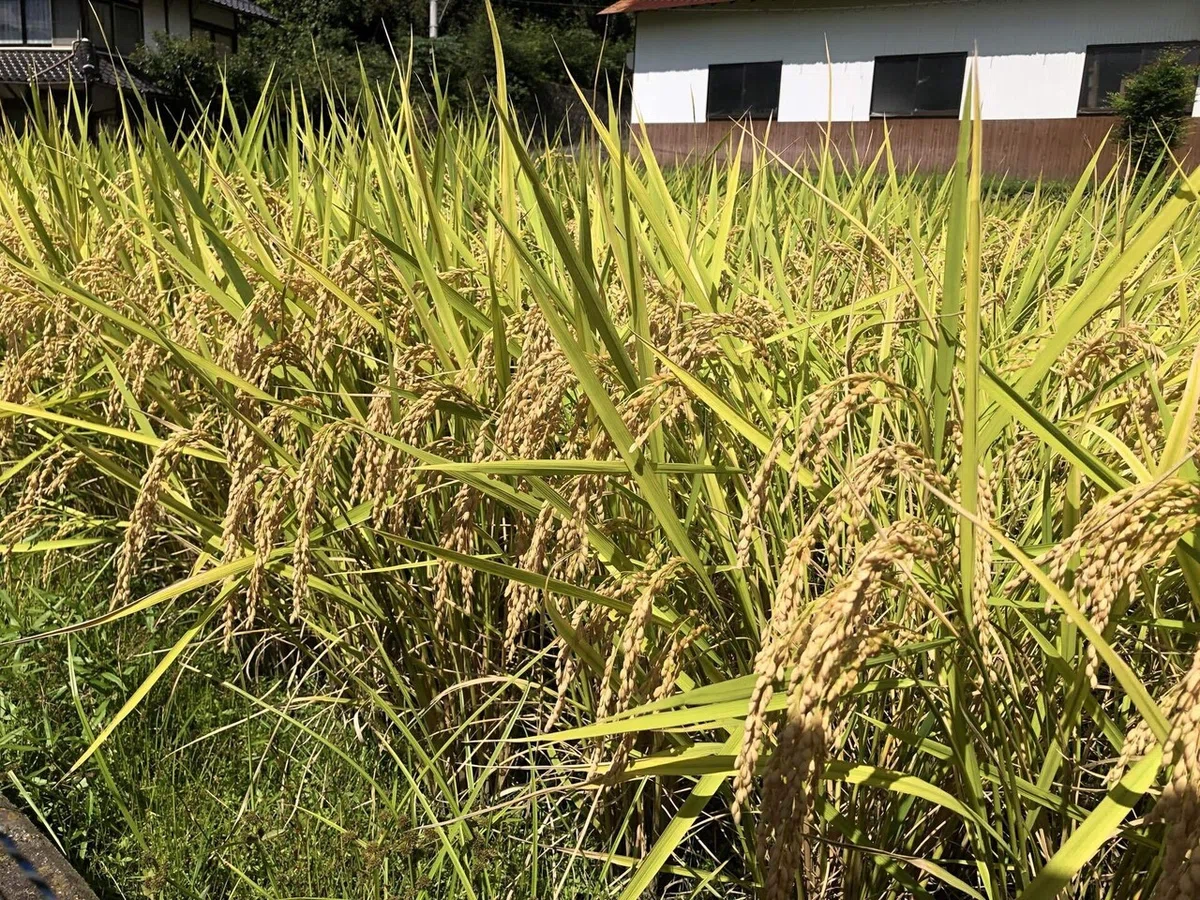 画像27