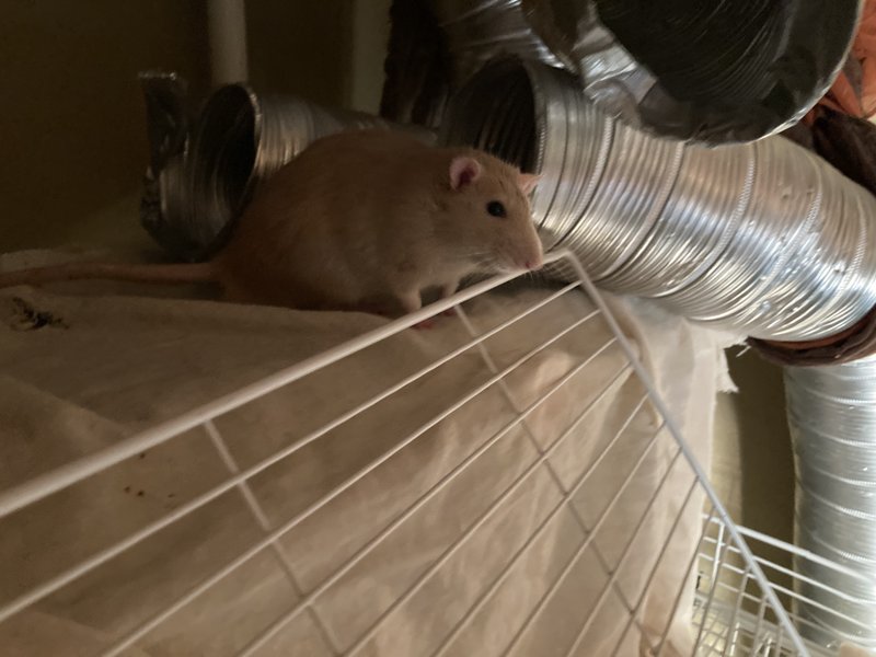 ファンシーラットとの暮らし の新着タグ記事一覧 Note つくる つながる とどける