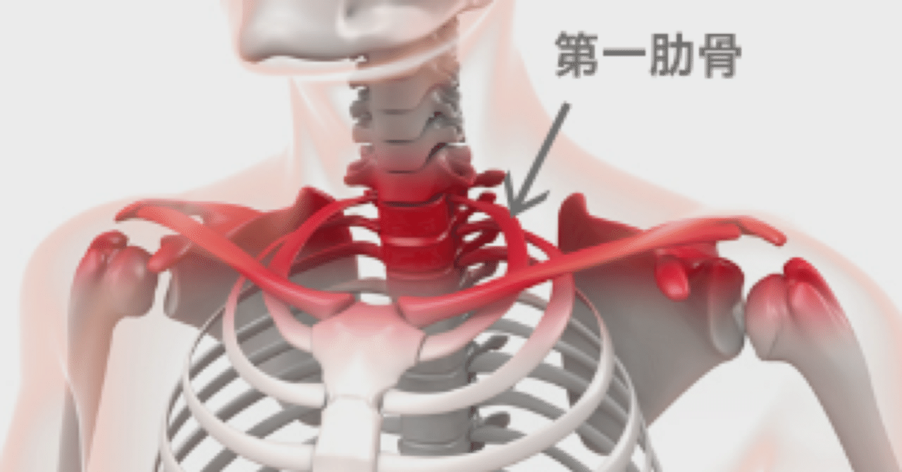 第一肋骨疲労骨折に向けて予習 近藤晃弘 フィジオリハ代表 Tree3 Meey S ゆずの花 20 近藤晃弘 1mm単位の筋膜リリース職人 Note 第一肋骨疲労骨折に向けて予習 近藤晃弘 フィジオリハ代表 Tree3 Meey S ゆずの花 20 近藤晃弘 1mm単位の筋膜リリース職人 Note