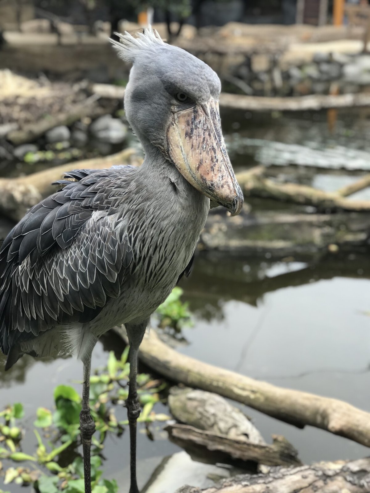 コジマトペとハシビロコウ｜珈琲・ごはん・おやつ【コジマトペ ®】岡崎市