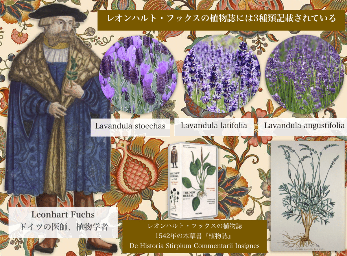 聖ヒルデガルトや修道院が研究していた⁉︎ラベンダートゥルー
