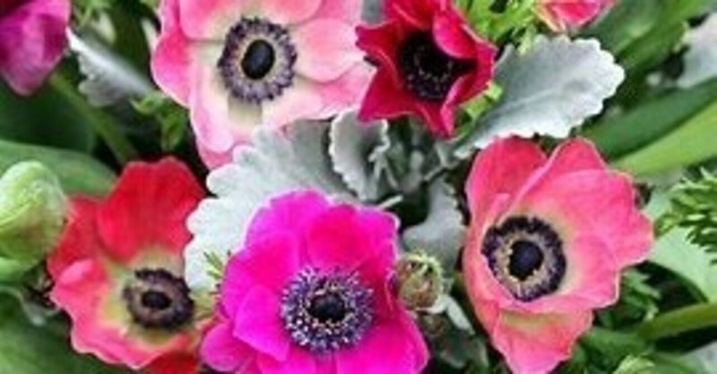 アネモネの花 画像 Wind Traveller Note アネモネの花 画像 Wind Traveller Note
