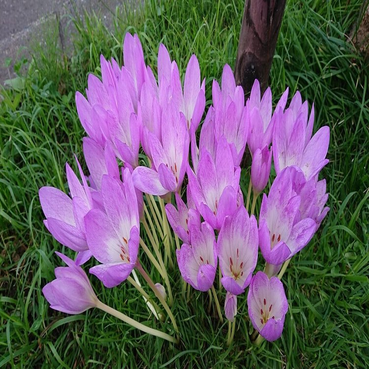 イヌサフラン コルチカム という猛毒 羽馬 千恵 出版 わたし 虐待サバイバー 369 Note