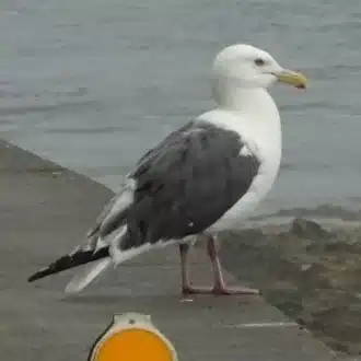 つな