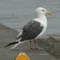 つな