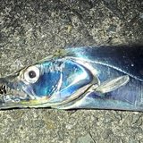 太刀魚じん(タチウオ引き釣り)
