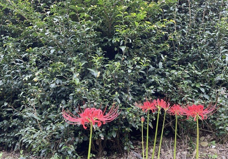 誰かが植えたわけでもない場所で、自然に咲く曼珠沙華。山のなかにある職場も、お祭りのように赤色が賑わっています。