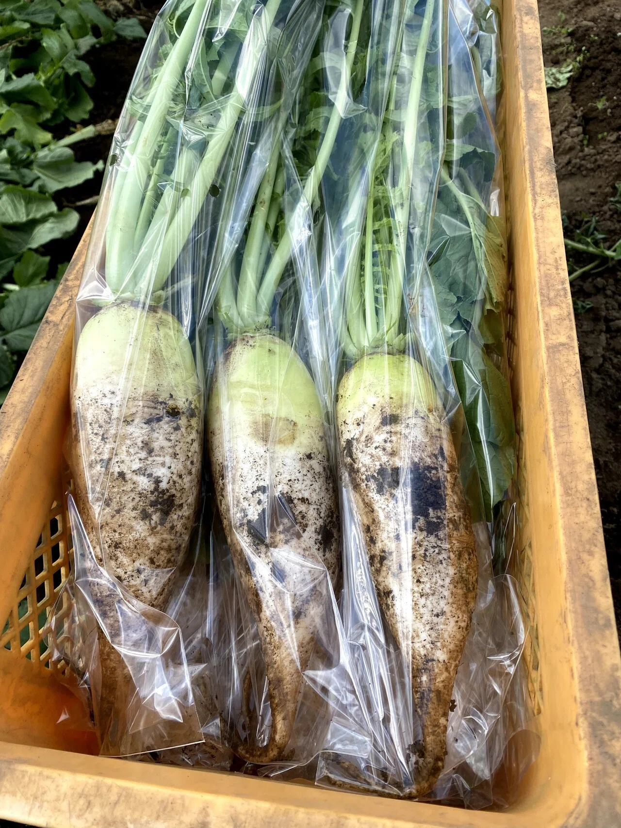 出荷野菜の「見栄え」は整えない。効率ではなく、その裏にある一番の