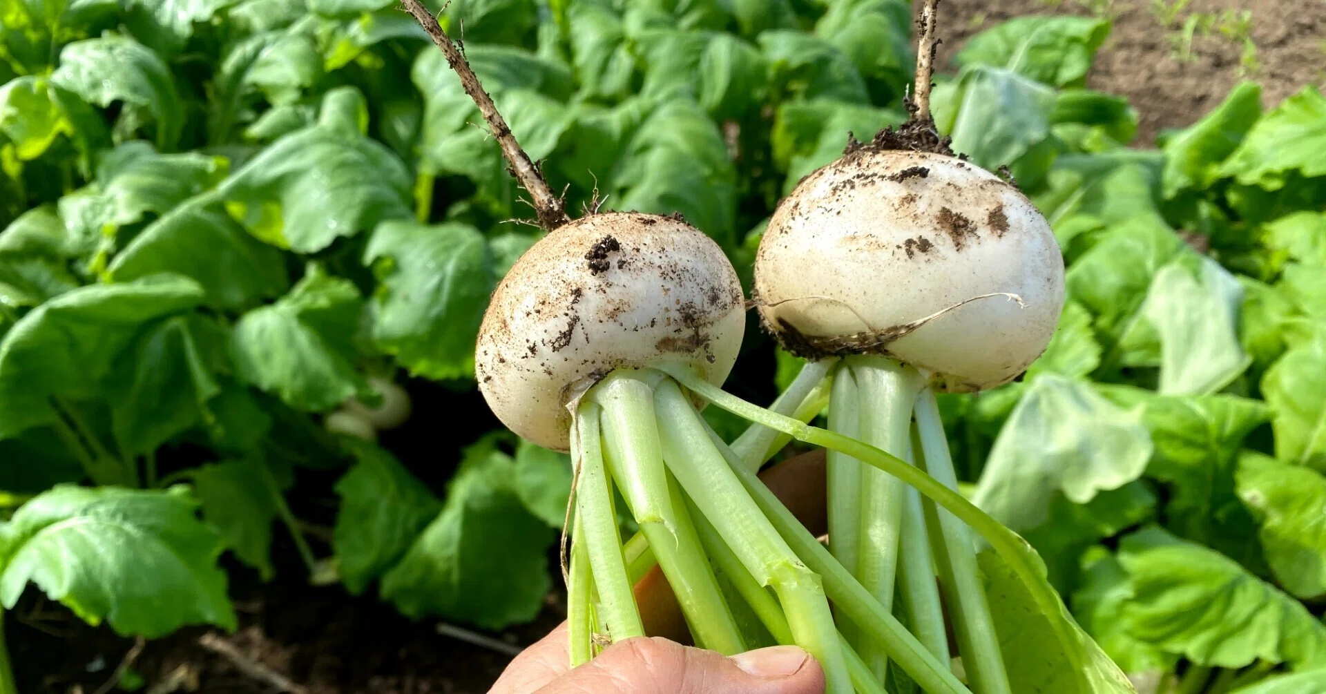 出荷野菜の「見栄え」は整えない。効率ではなく、その裏にある一番の