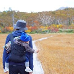 モンステラの葉はなぜ割れているのか?〜プログラムされた細胞の死〜