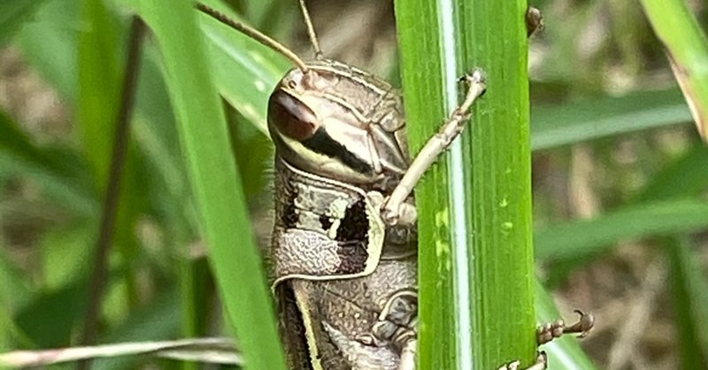 前野ウルド浩太郎 の新着タグ記事一覧 Note つくる つながる とどける