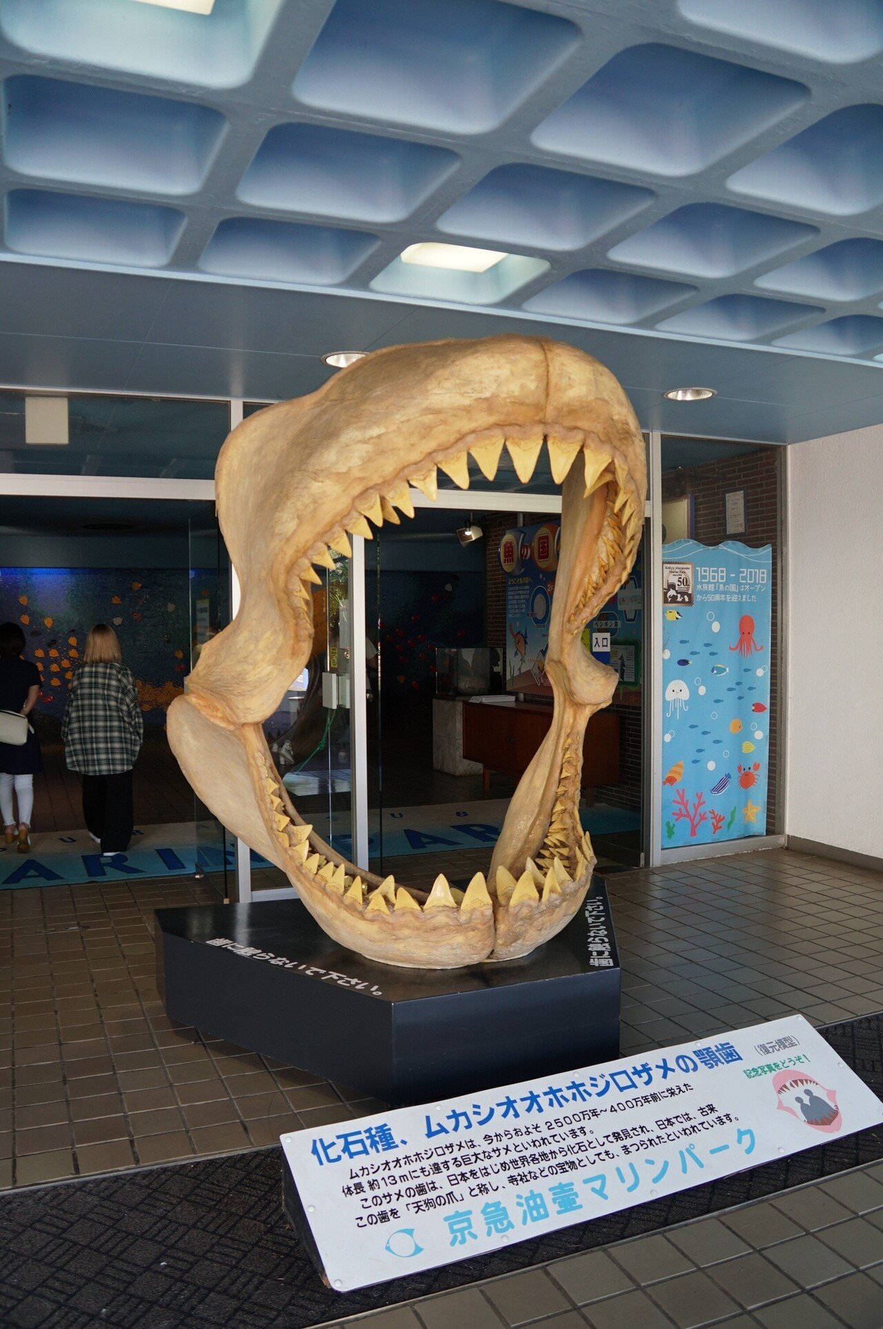 京急油壺マリンパーク 記念 カワウソ メガマウス 水族館 グッズ