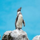 空に向かってジャンプするペンギン？