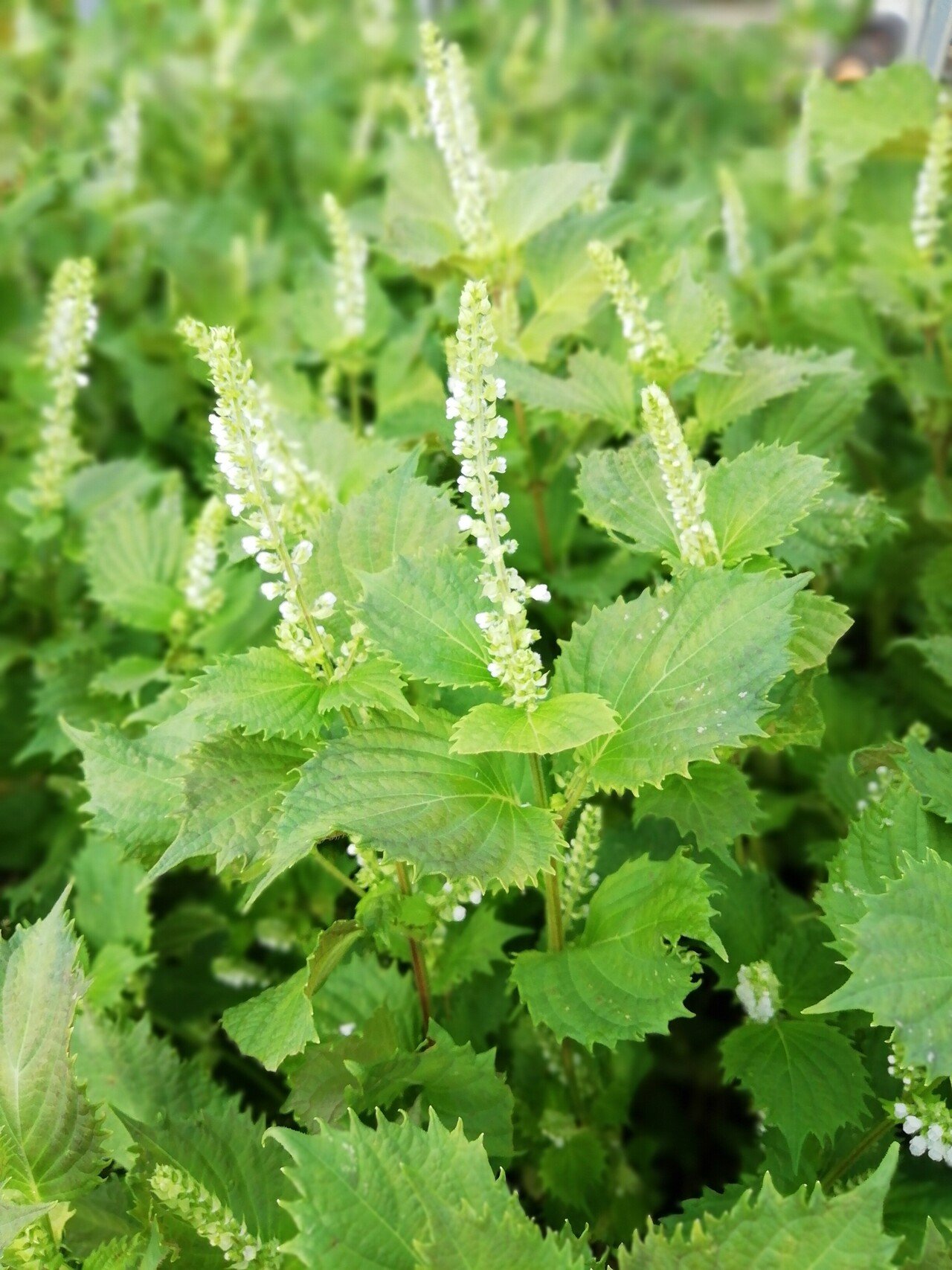 大葉の花が咲きました 赤紫蘇 あかじそ と大葉 おおば の違いはですね 葉や茎が紫色したものが赤紫蘇 葉も茎も緑色したものを大葉と言います 我が家では赤紫蘇を梅干しに使います 大葉は花が咲いたら 刺し身 ぴかママ １年でいちご農園年商1000万超えの起業家 Note