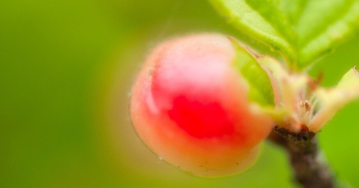 【一点物アート/S3号】Wisdom Fruit-食べたらいけない知恵の実- S3号】Wisdom Fruit-食べたらいけない知恵の実-の通販 by