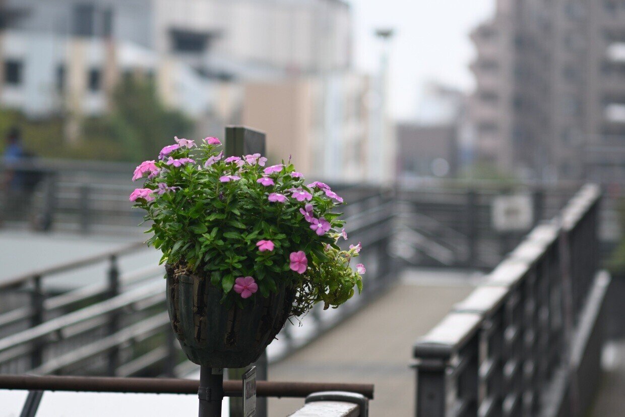 New Nikkor 105mm F2.5 を整備して，スナップ写真を撮ってみた｜ザブ