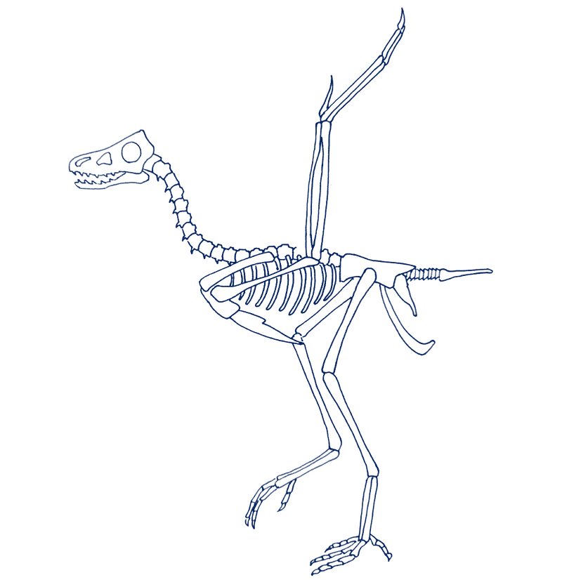 p362のイラスト＿18 恐竜の骨（ドロマエオサウルス）