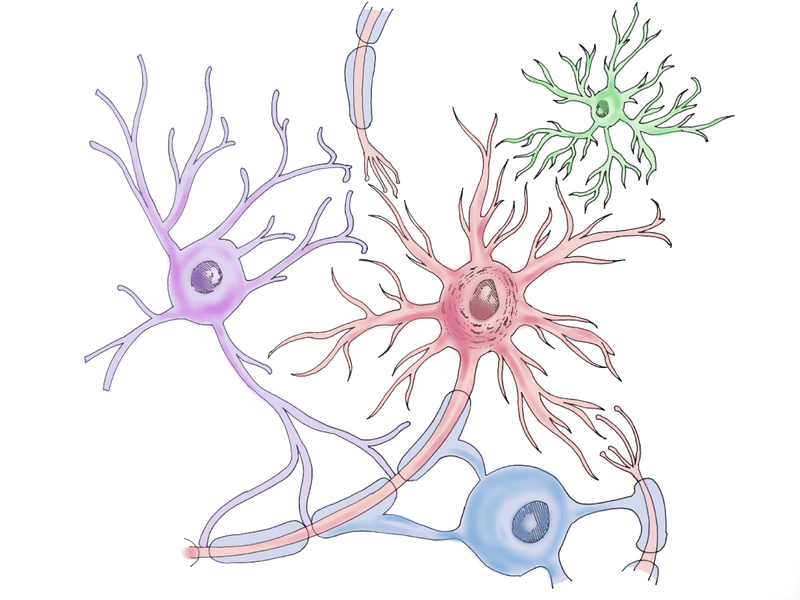 2 ニューロンとグリア細胞