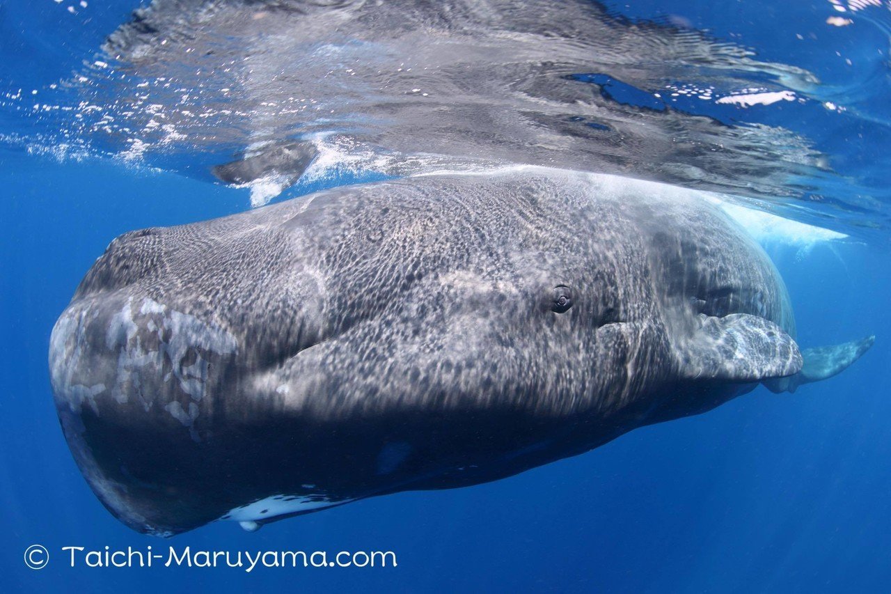 マッコウクジラ／抹香鯨🐳 今日は、この口の部分が白い特徴の個体が