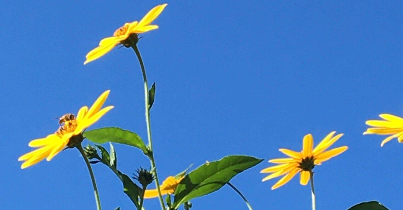 菊芋の花を食べよう 菊芋の花シロップ作り Happy Smile 自然療法アニマルホメオパス Note