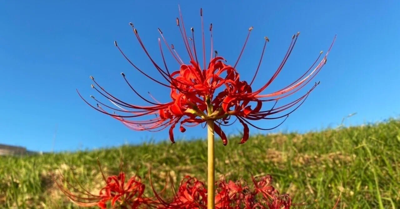 秋の草花の競演による鮮やかなグラデーションをお楽しみください