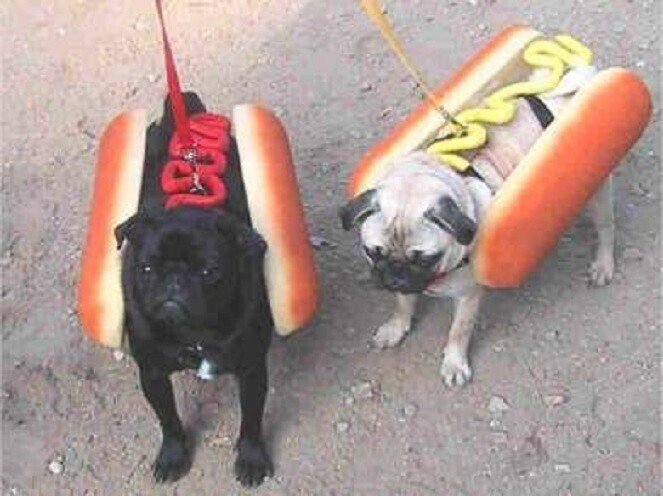 ホットドッグ リード 犬としては 動きにくくて いい迷惑だろうなぁ ちなみに復習だけれど ポルトガル語でホットドッグは Cachorro Quente 伯 カショーフ ケンチ 欧 Shiomin Note