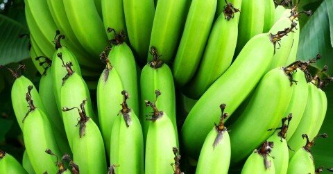 バナナと芭蕉 かのまた まさお Note