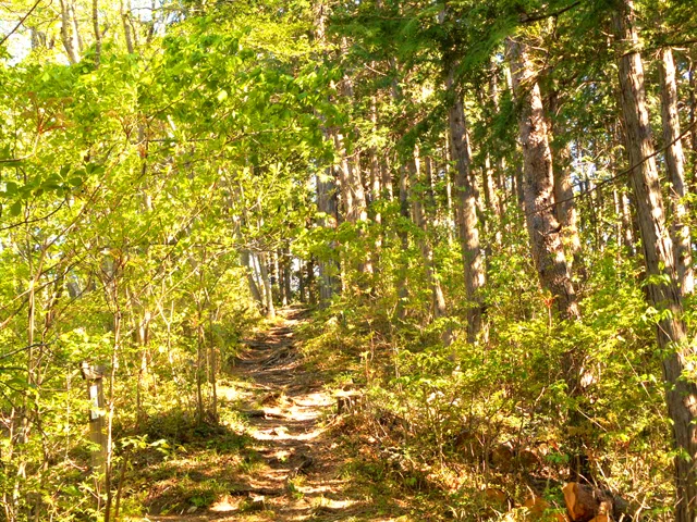 A lifestyle of 'touching the soil' through forest bathing makes your ...