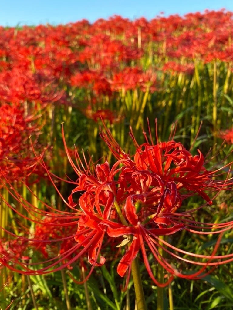 秋の草花の競演による鮮やかなグラデーションをお楽しみください