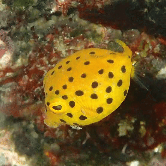 君の名は？ お魚図鑑 ハコフグ｜shinmr