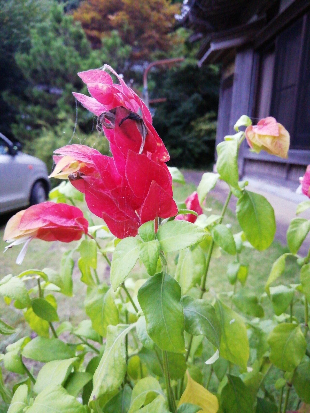 小海老草 小 エビソウ 花の形がエビの尾 のように曲がっているのでつけられた 花言葉はおてんば ひょうきん ひいお婆さんから縁起物と聞いてから大切に育てている 笑 長年 名前がわからなくて 縁起物 と呼 ぴかママ 1年でいちご農園年商1000万超えの起業家 Note 小海老草 小 エビソウ 花の形がエビの尾 のように曲がっているのでつけられた 花言葉はおてんば ひょうきん ひいお婆さんから縁起物と聞いてから大切に育てている 笑 長年 名前がわからなくて 縁起物 と呼 ぴかママ 1年でいちご農園年商1000万超えの起業家 Note