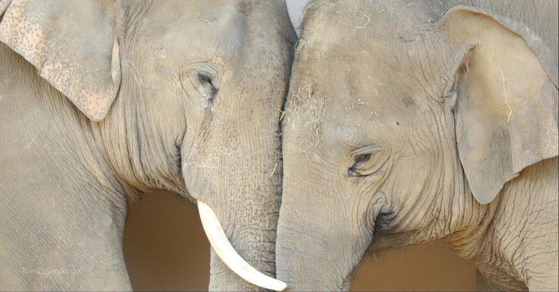 動物園にて、わが子の特性の違いを、まのあたりにする。