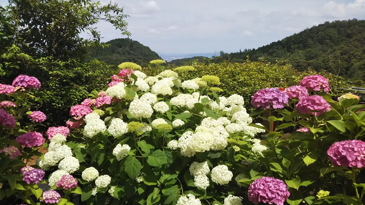 画像33