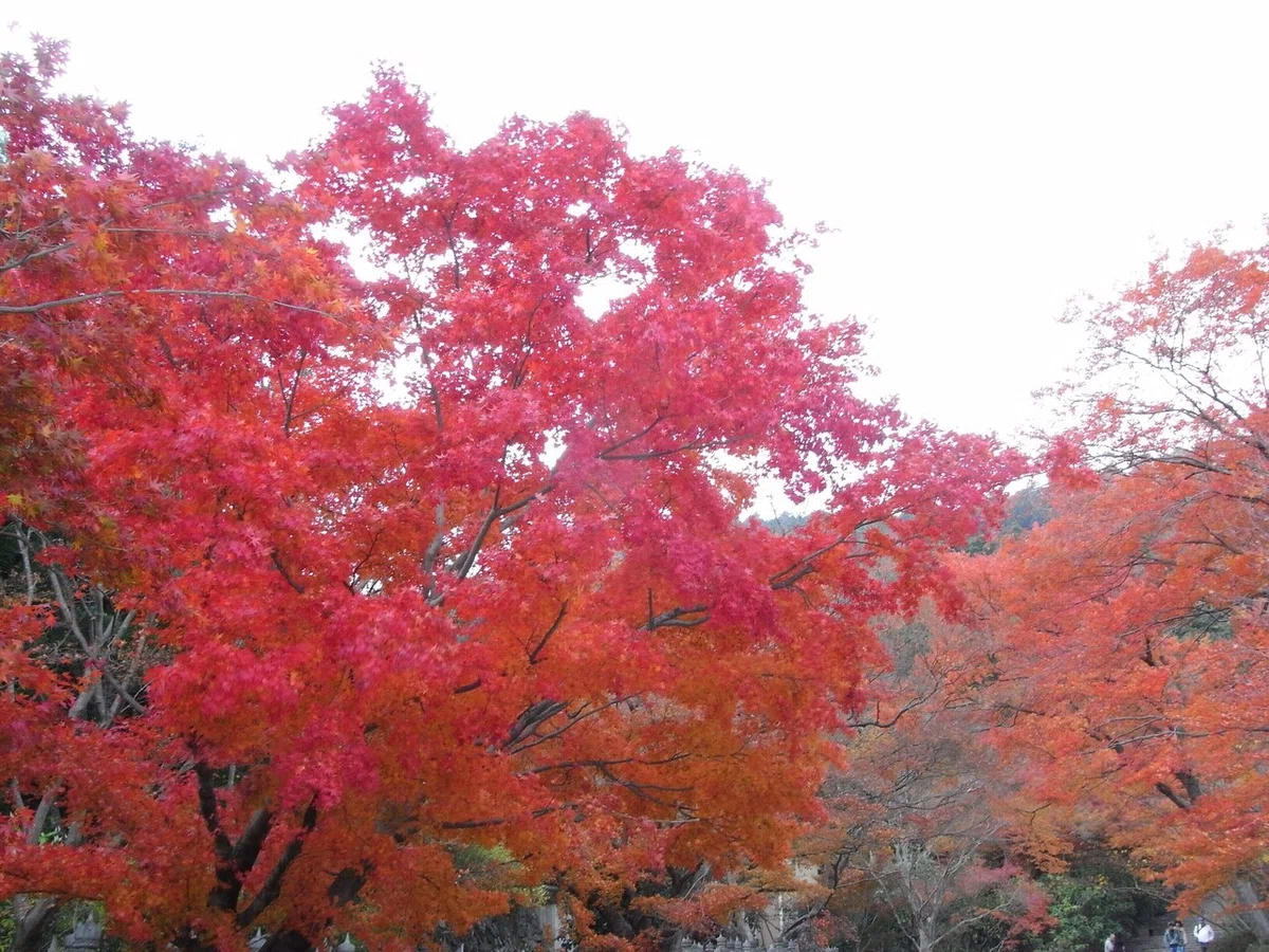 画像37