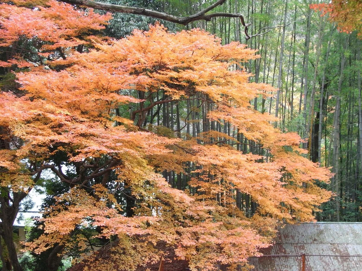画像44