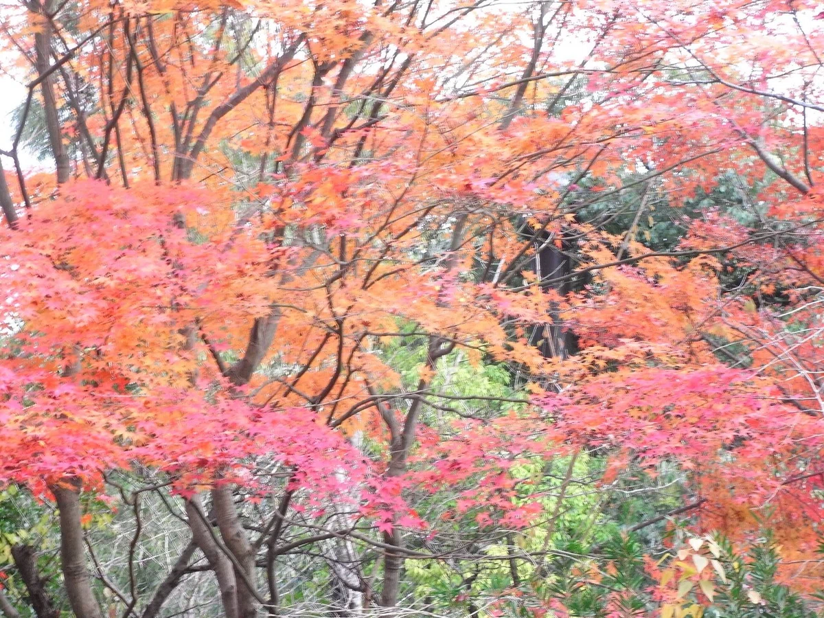 画像51