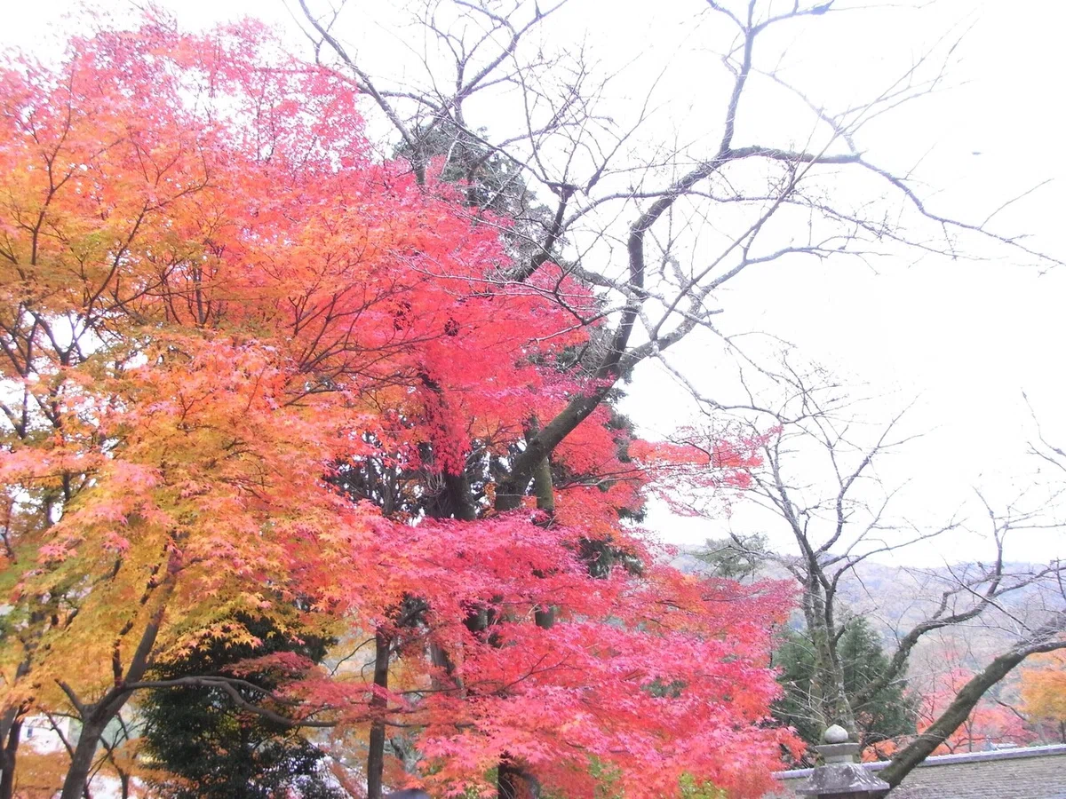 画像12