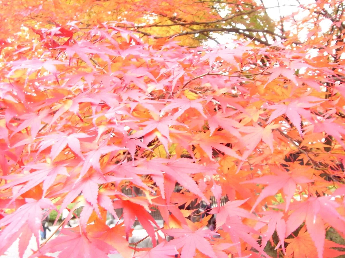 画像13