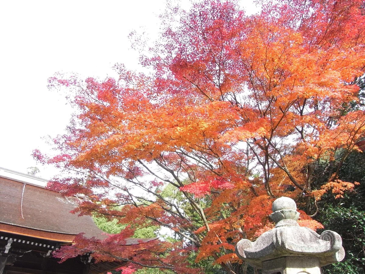 画像11