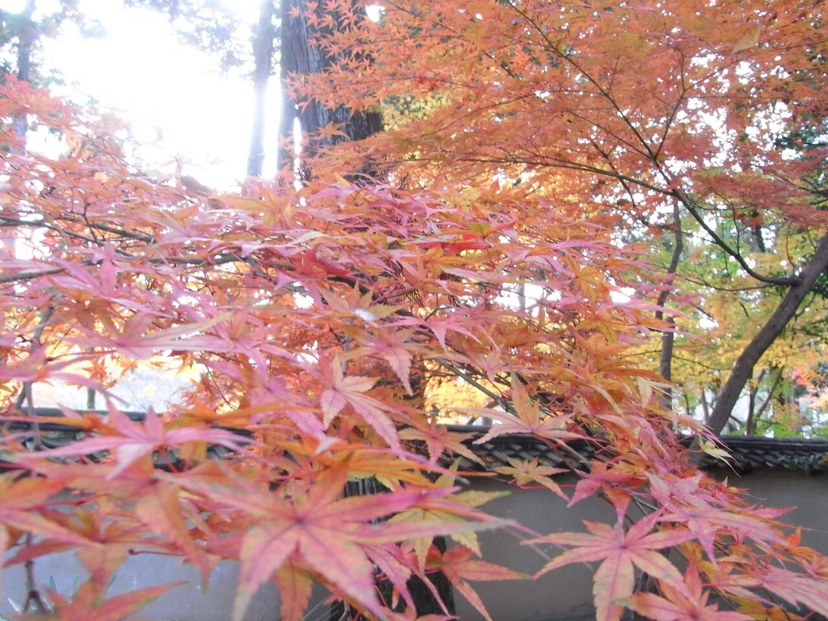 画像15