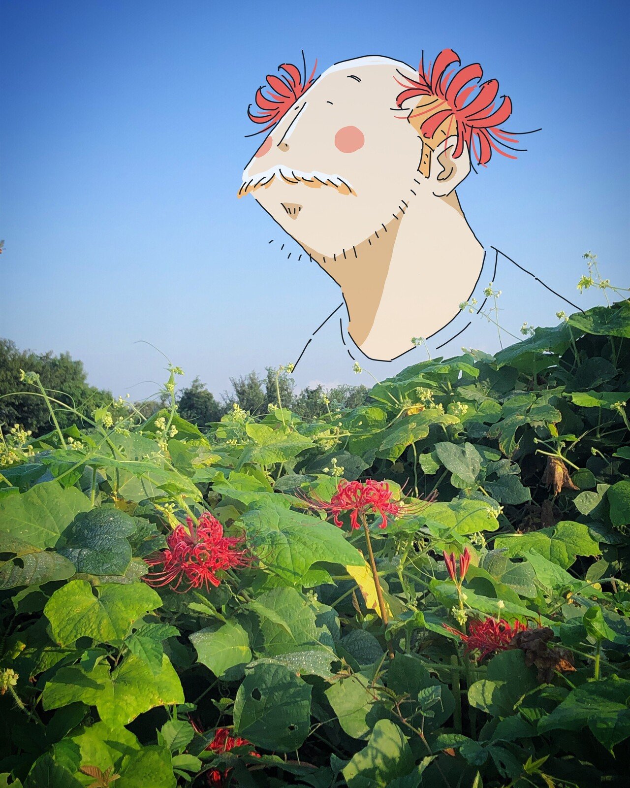 朝礼 ひさしぶりに河川敷まで走りに出たら彼岸花 そういえば娘が小さい頃 こんな髪飾り を付けていてかわいかったなあ 現実は厳しいが 思い出はやさしい 今日もマンガ マンガのあと コテーンで本気出す 今日 にぎりこぷし Note