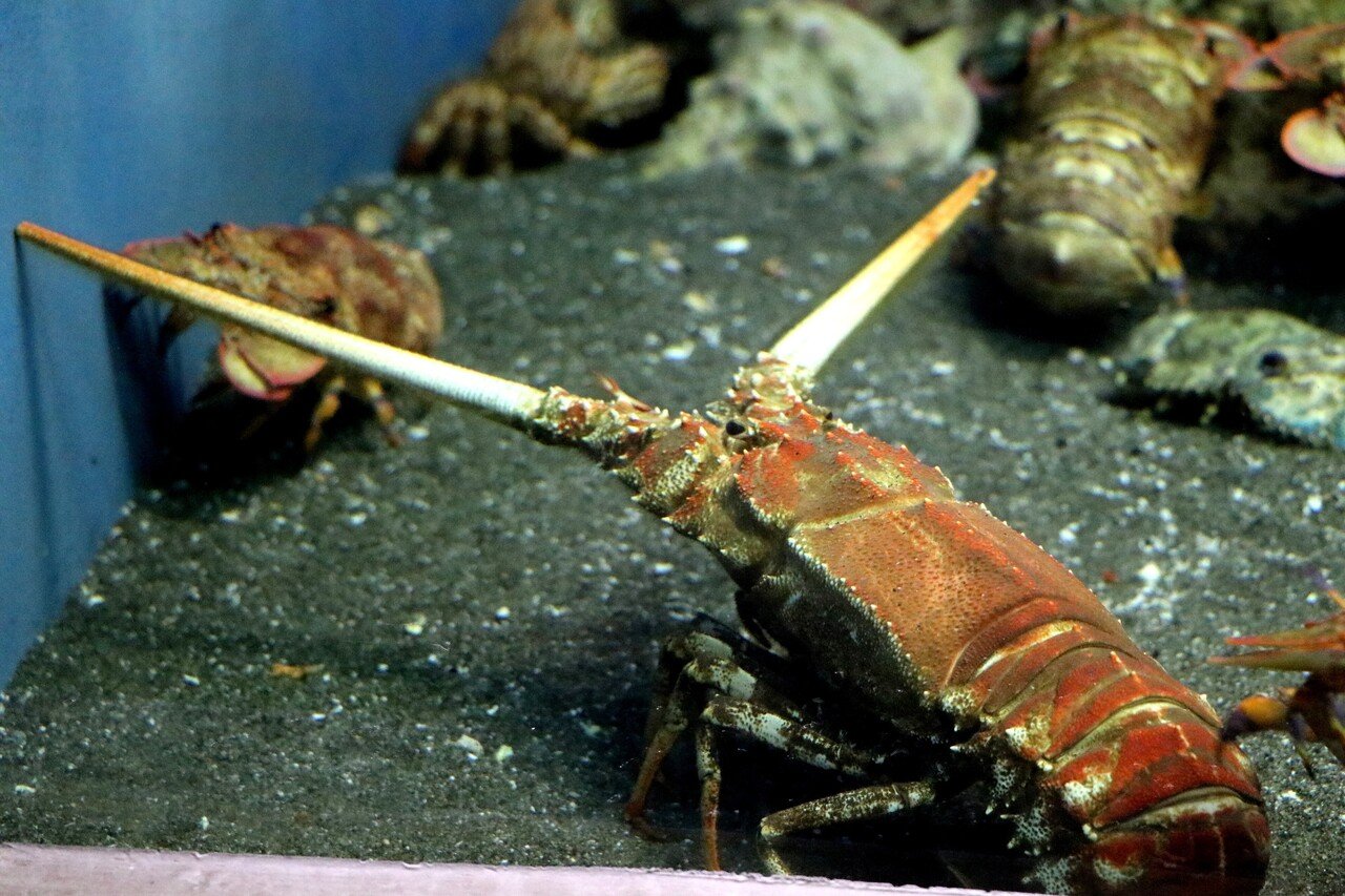 油壺マリンパークに行った話｜さめぽん