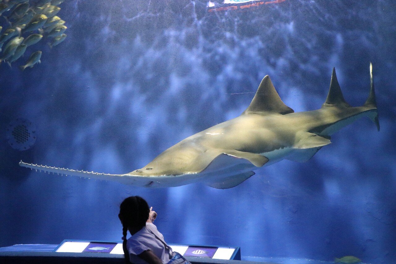 油壺マリンパークに行った話｜さめぽん