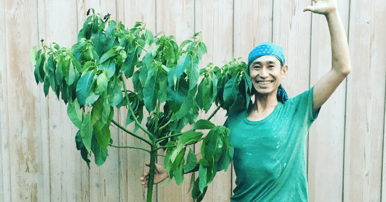 アボカドの木が届きました｜ともエル @ 食べられる森
