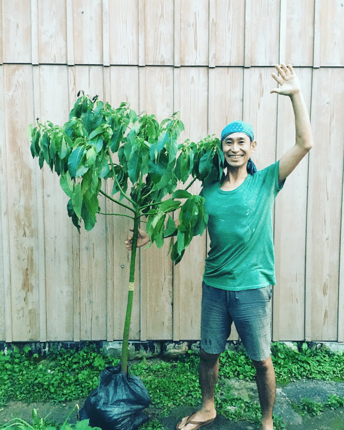 アボカドの木 アボカド | 苗木のことなら宮崎県緑花木生産協同組合