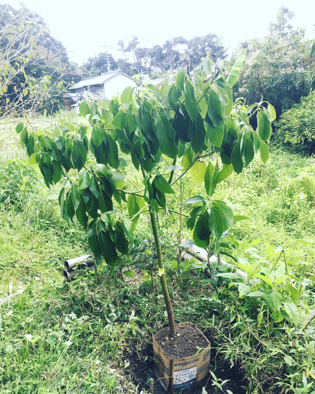 アボカドの木が届きました|ともエル @ 食べられる森 アボカドの木が届きました|ともエル @ 食べられる森